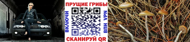 Галлюциногенные грибы Psilocybe  shop клад  Дрезна 